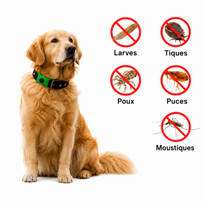 Protégez votre chien des parasites naturellement pendant 12 mois